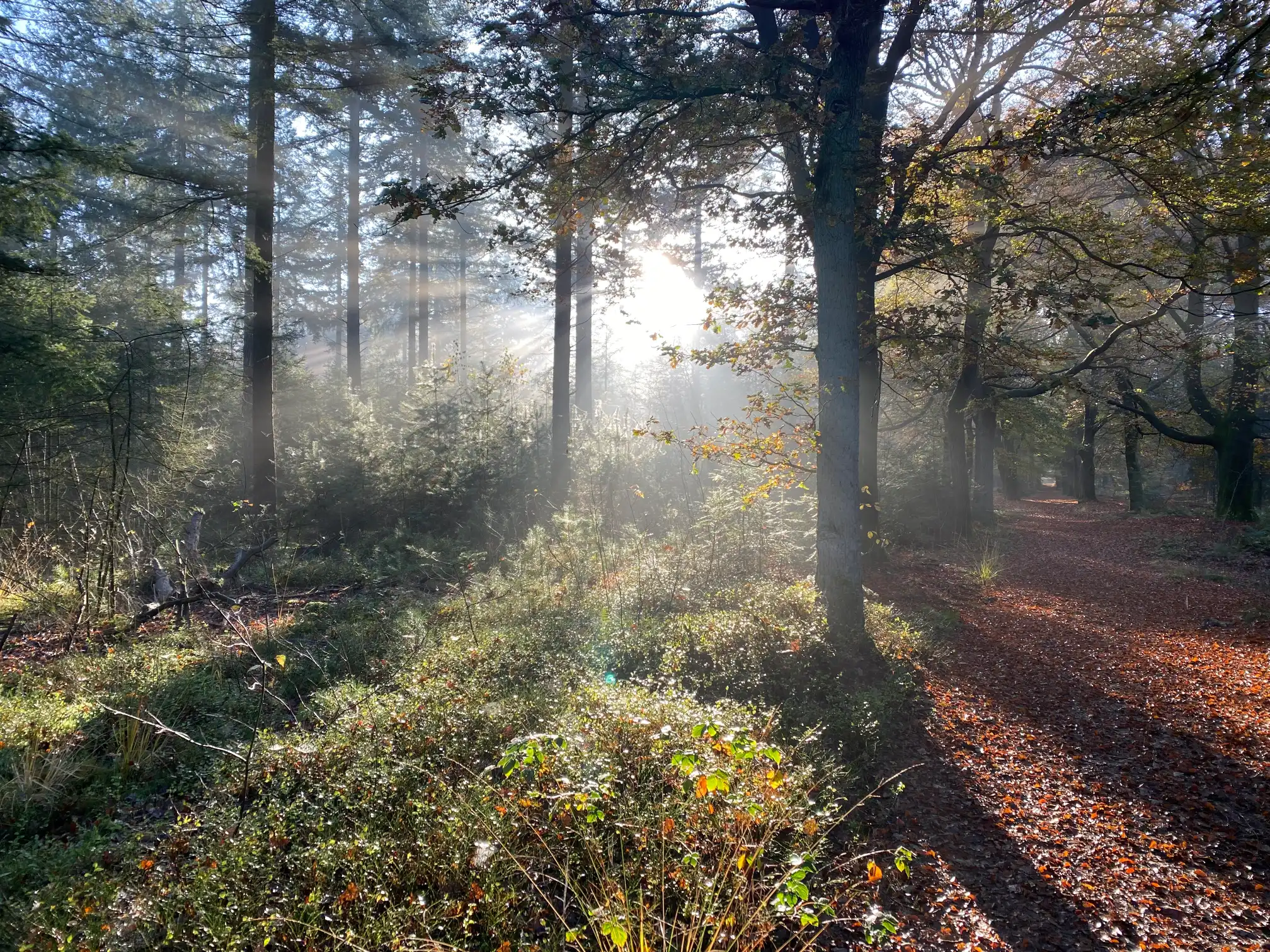 A forest with dappled shade